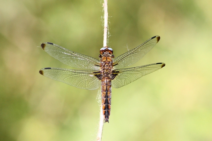 Orthetrum cancellatum??? - No, Libellula fulva